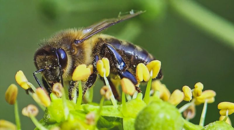 UNAM: México depende de los polinizadores para alimentarse