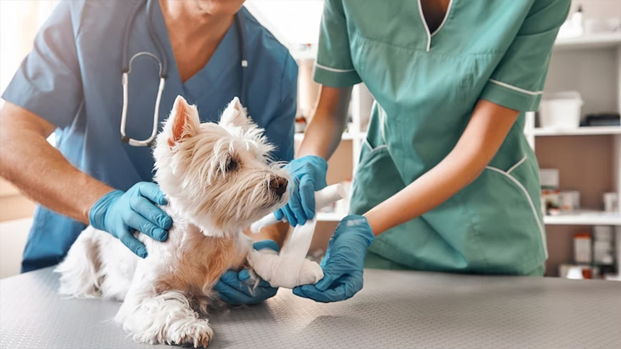 Tecnología Veterinaria: El Kit Digital que revoluciona la consulta