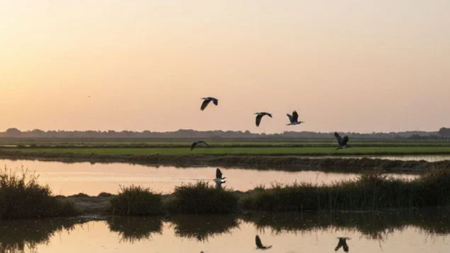 Investigadores valencianos crean una red de sensores para monitorizar uno de los principales ecosistemas de España