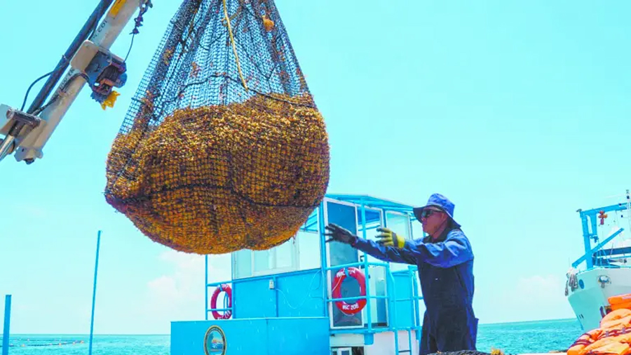 México avanza en tecnología para transformar el sargazo en energía y nuevos productos