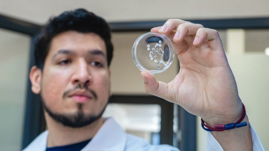 Investigadores crean hidrogel a base de veneno de avispa que cura lesiones de pie diabético